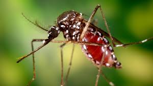NCDC Raise Alarm, Caution Nigerians As Chikungunya Spreads