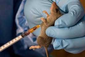 NCDC Confirms 811 Cases Of Lassa Fever, 152 Related Deaths